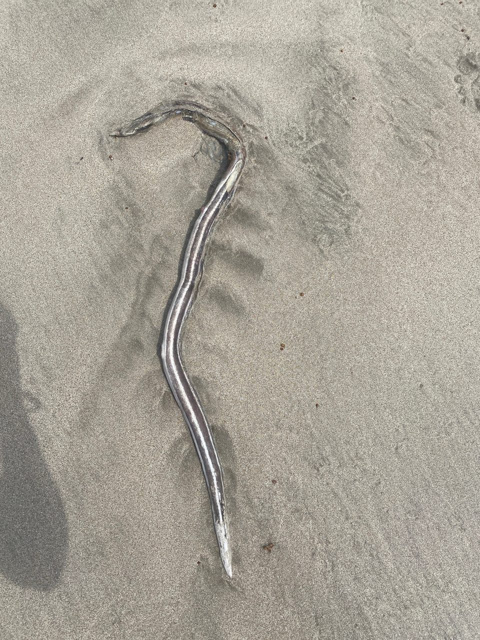 Two-Lined Snake Eel