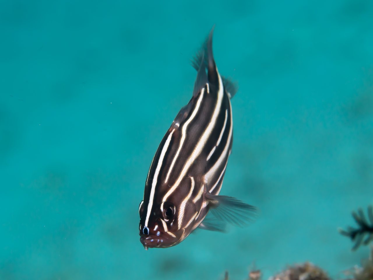 Soapfish, Golden Stripe