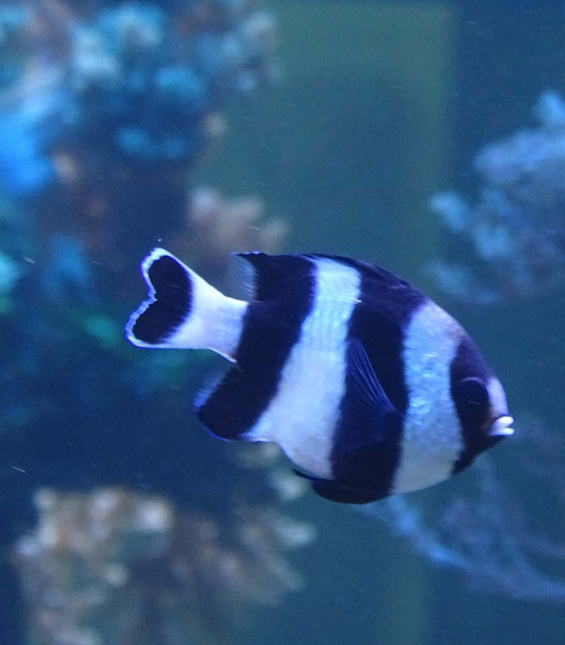 Four Stripe Damsel