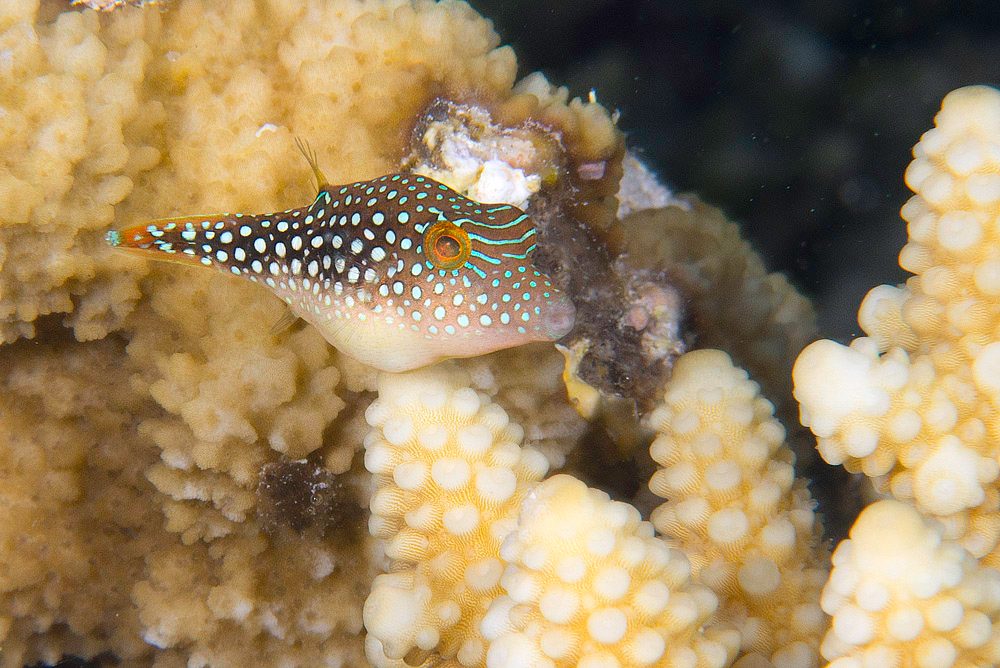 Pearl Toby Puffer