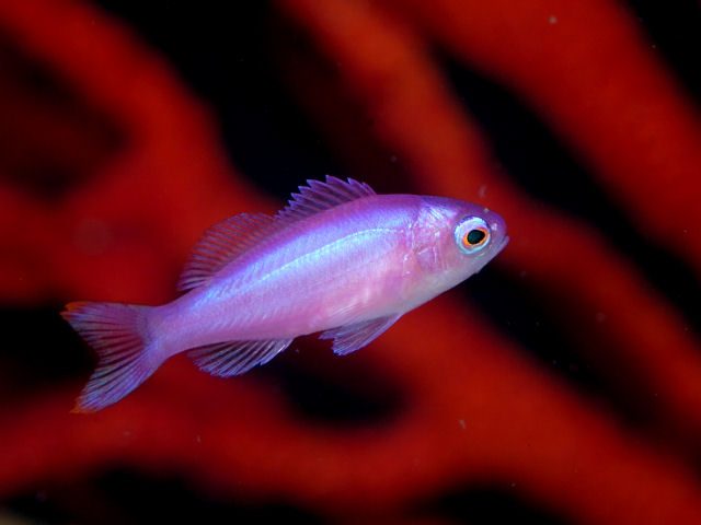 Purple Queen Anthias