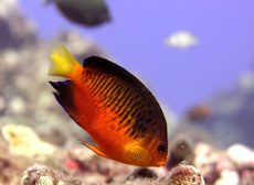 Shepard's Angelfish