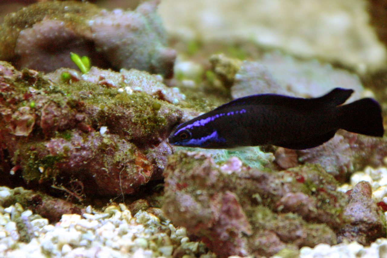 Springer's Dottyback
