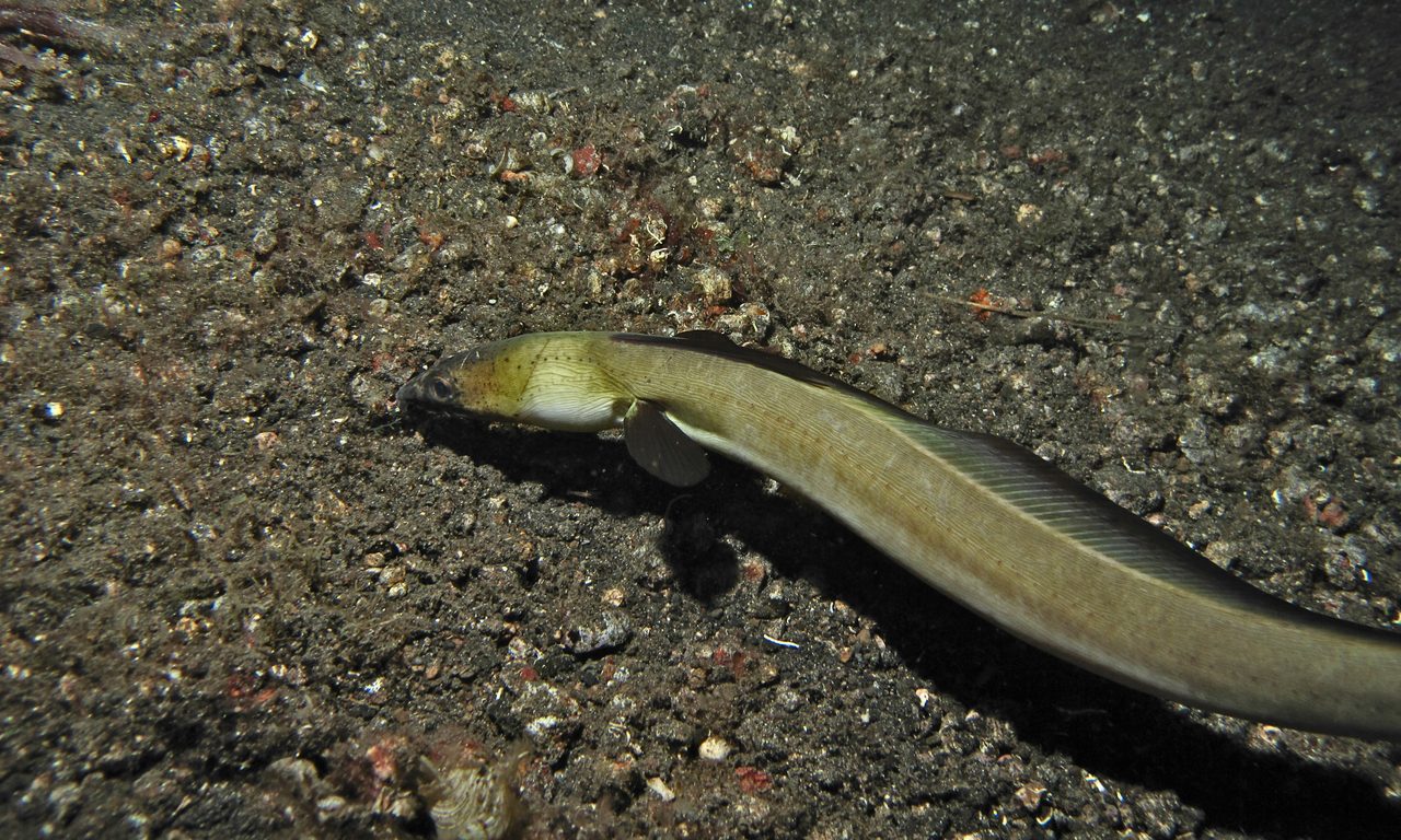 Black-Hand Snake Eel