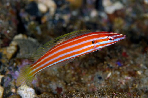 Candy Cane Wrasse