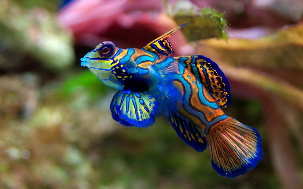 Hawaiian Dragonet
