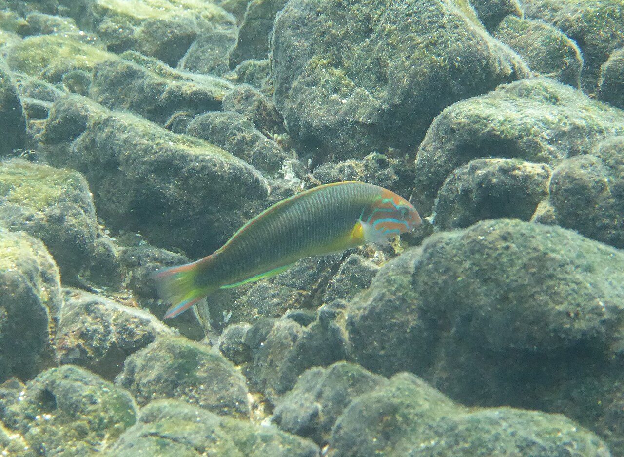 Newton's Wrasse