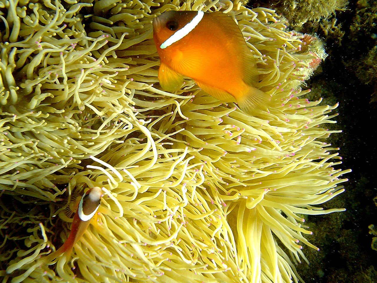 Barber's Clownfish