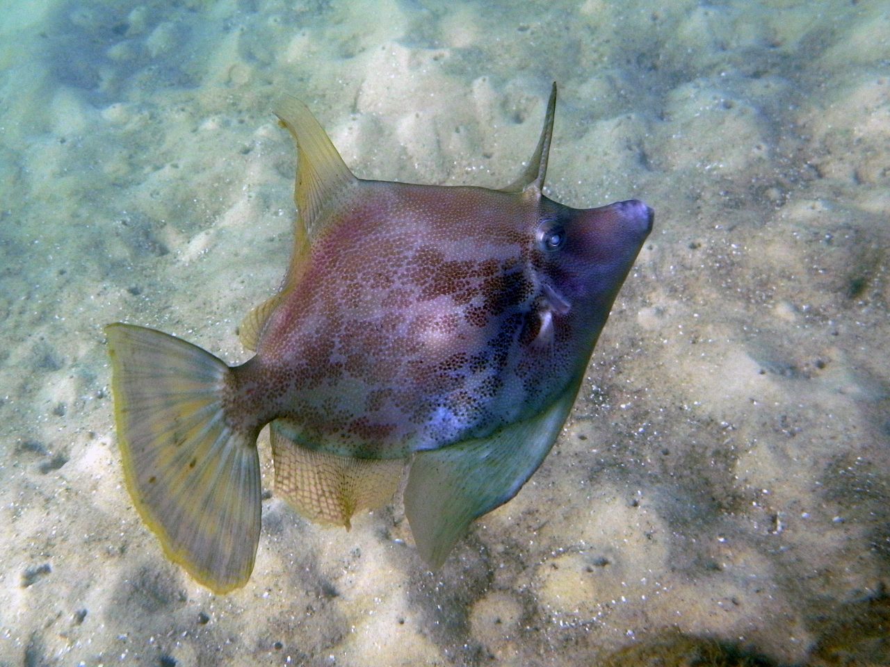 Tasseled Filefish