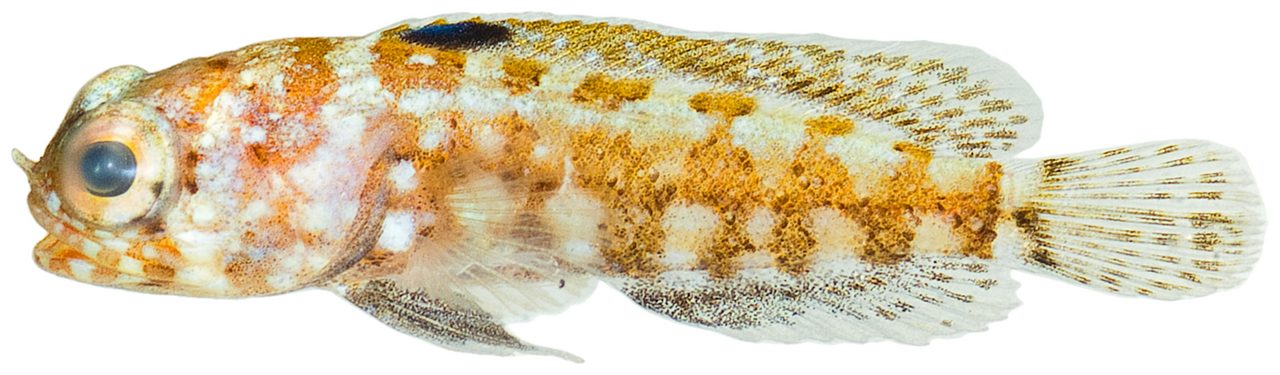Jawfish, Dusky