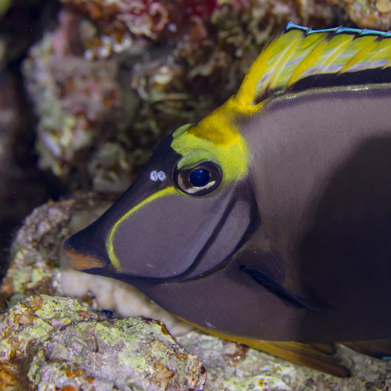 Elegant Unicornfish