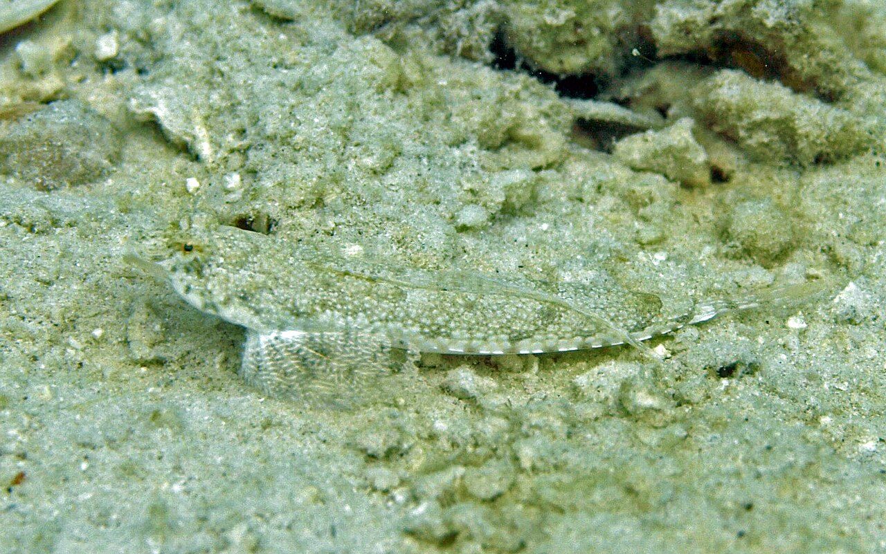 Ninespine Dragonet