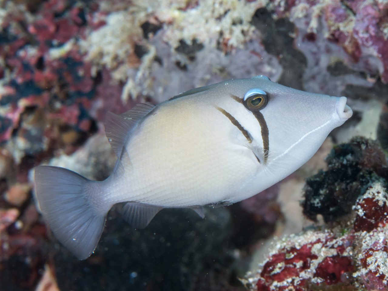 Boomerang Triggerfish