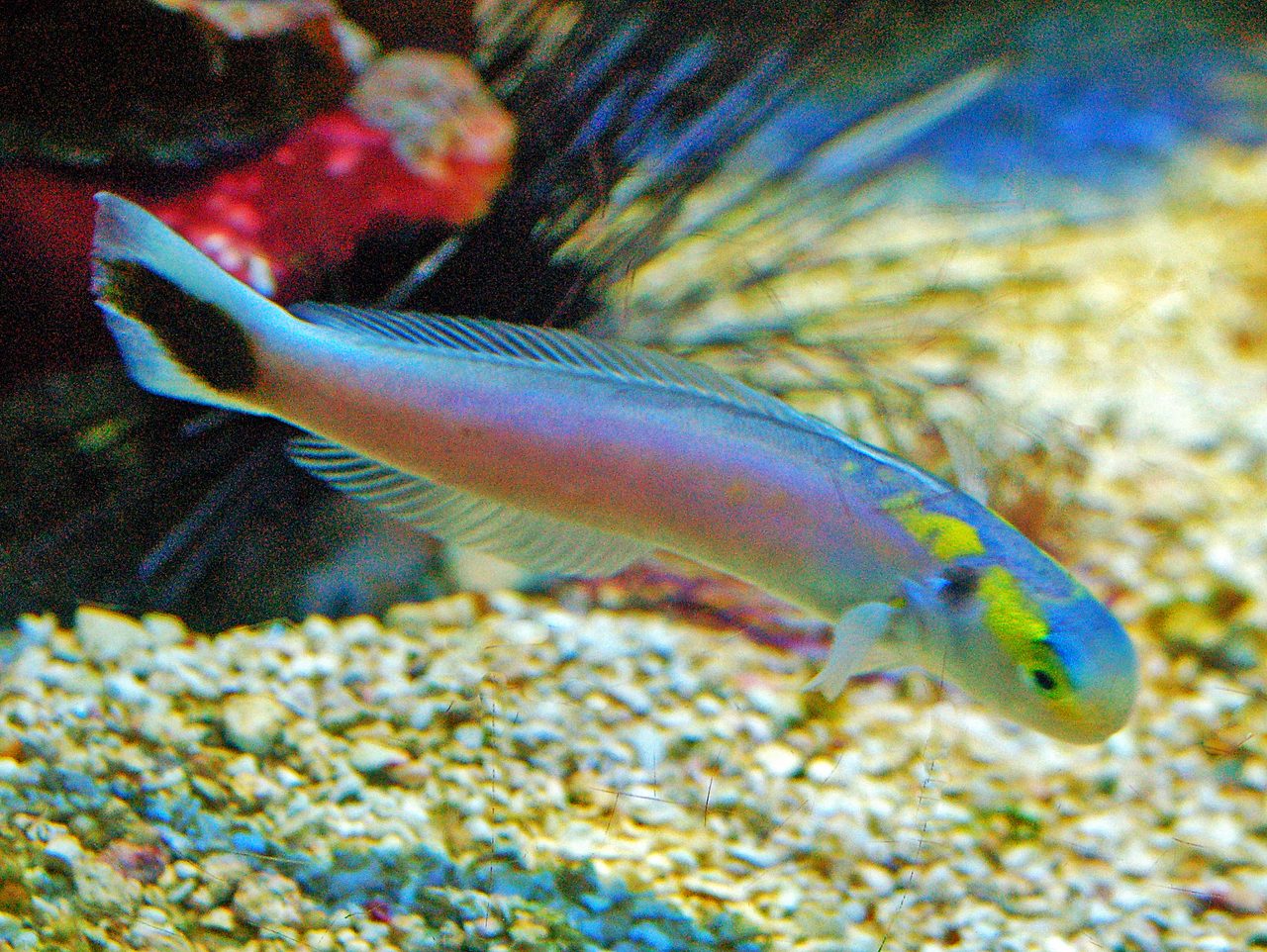 Fourmanoir's Tilefish