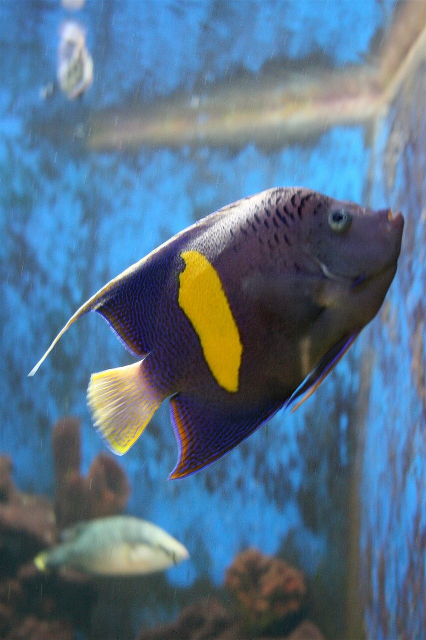 Arabian Angelfish