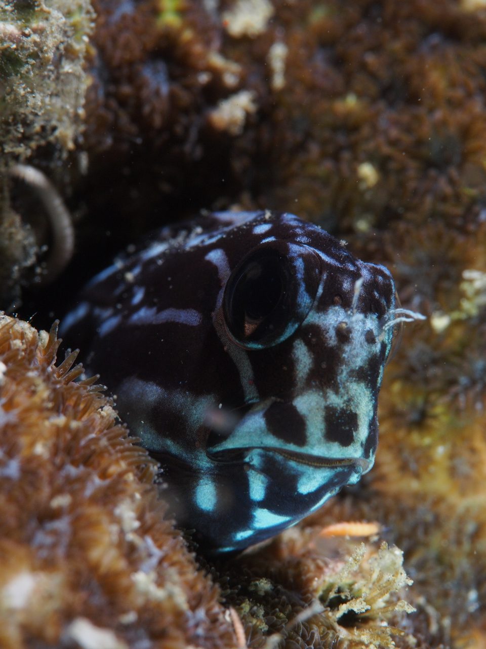 Brown Coral Blenny