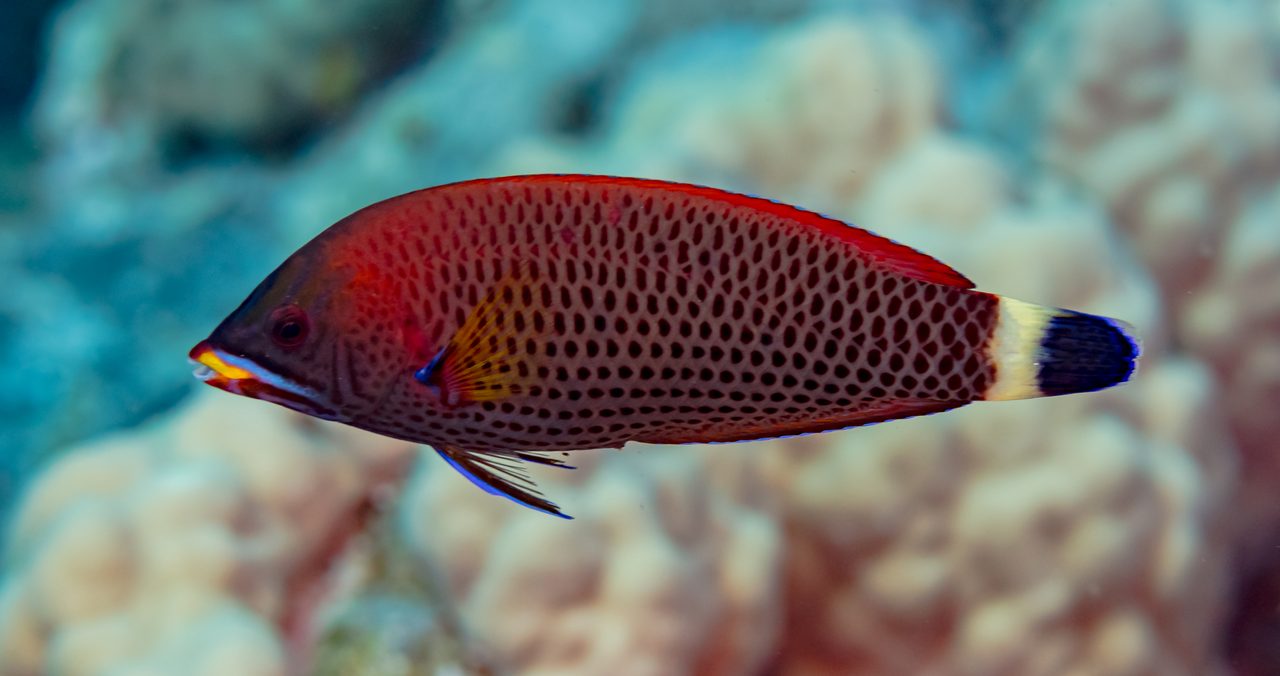 Chiseltooth Wrasse