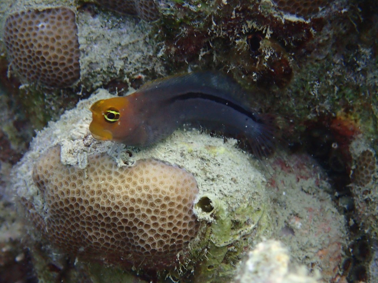 Smooth-Fin Blenny