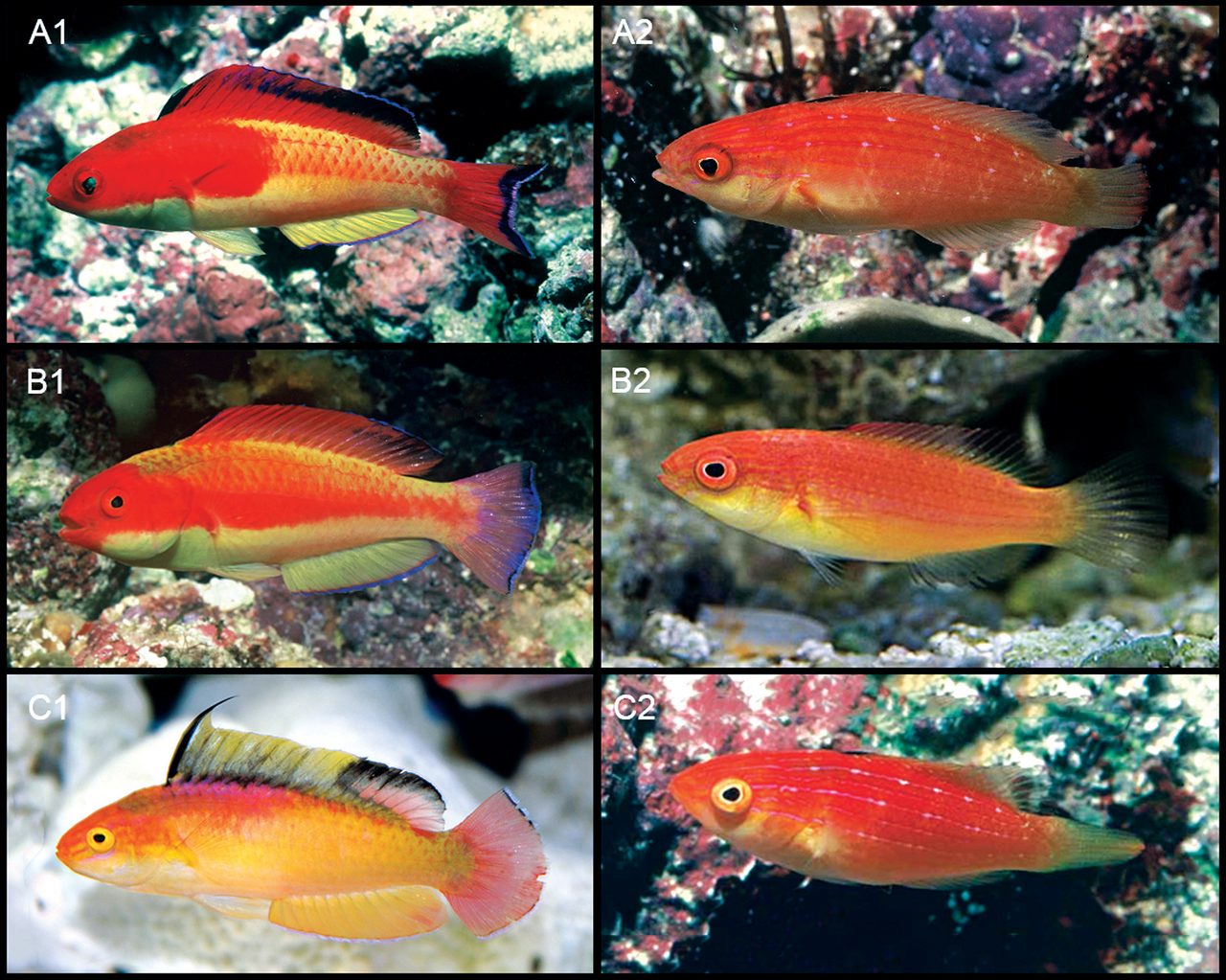 Nahacky's Fairy Wrasse