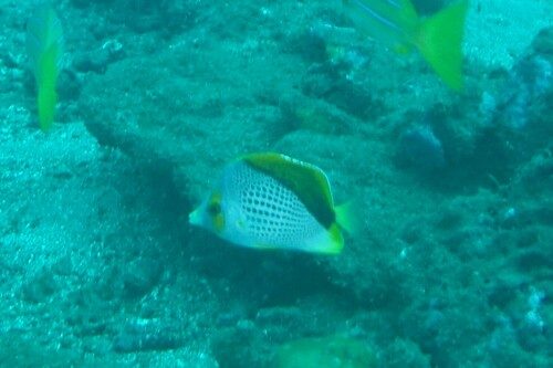 Western Triangle Butterflyfish