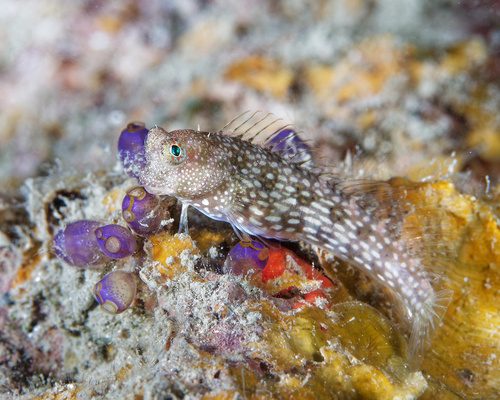 White-Spotted Blenny
