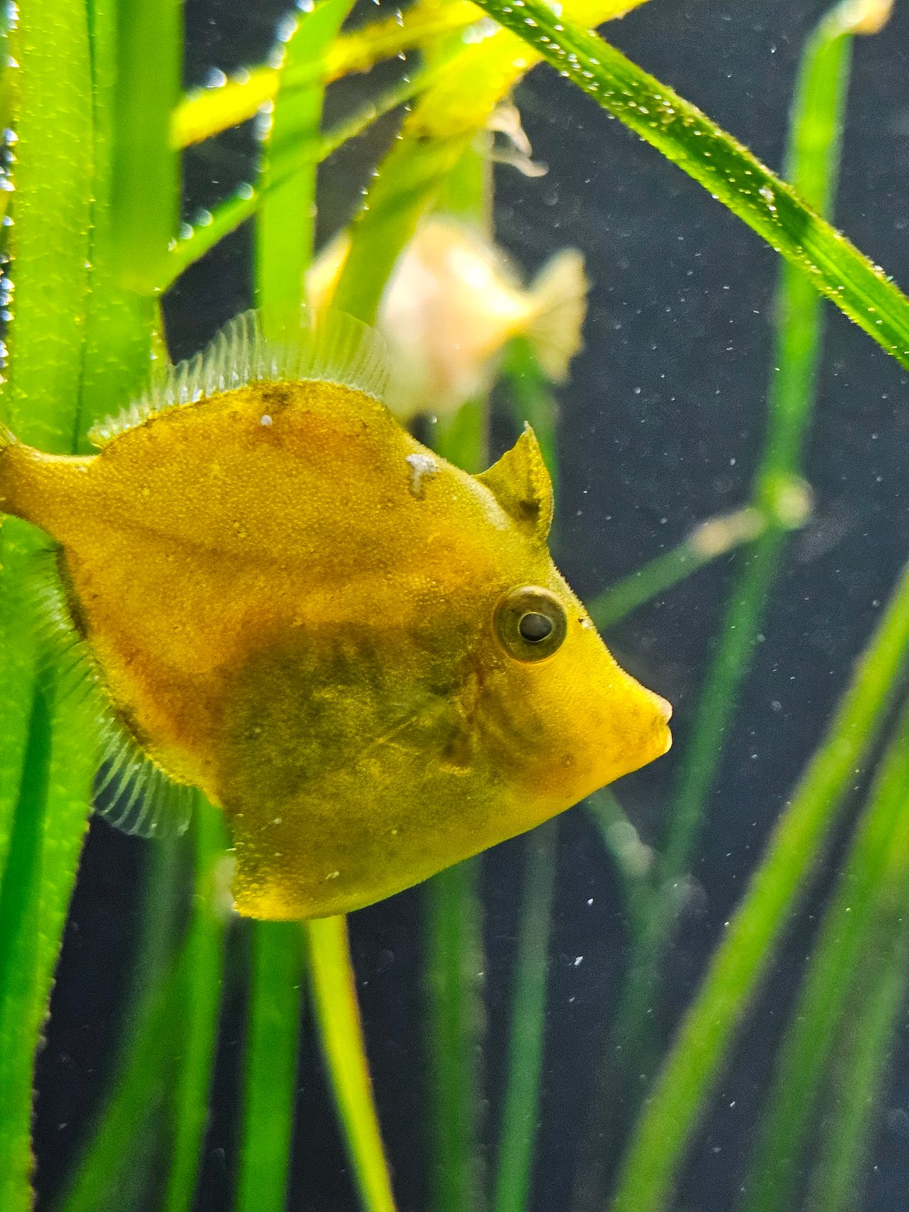 Captive-Bred Whitespotted Pygmy Filefish
