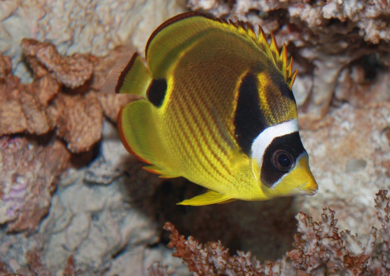 Raccoon Butterflyfish
