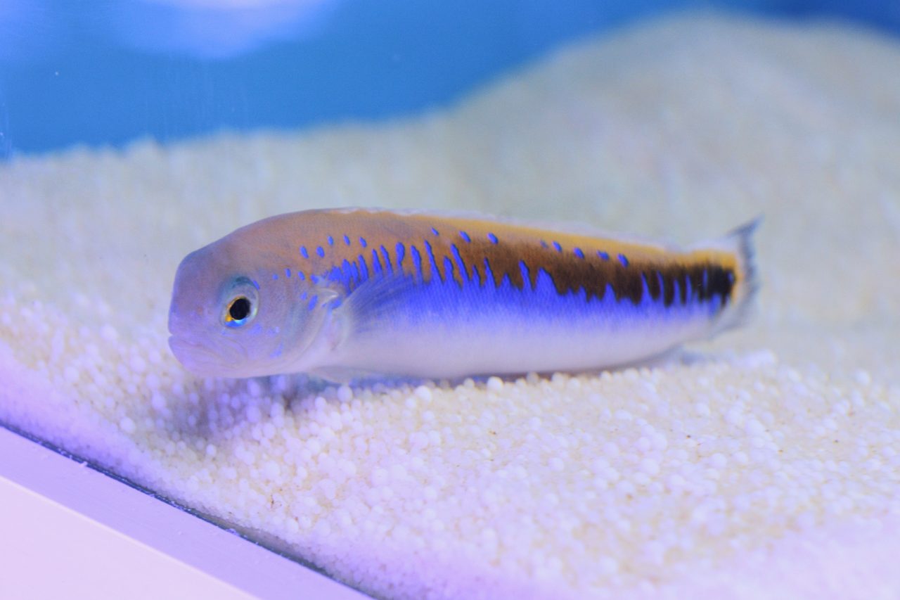 Red-Spotted Tilefish