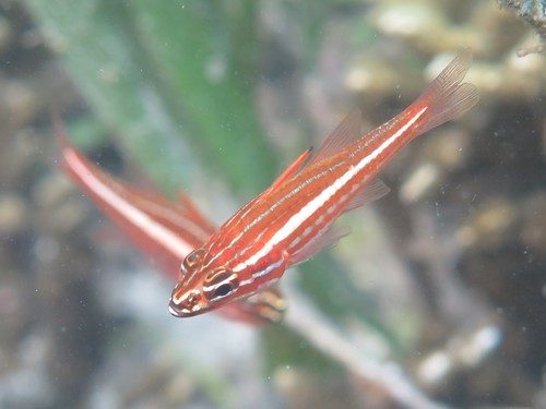 Pearl-Spotted Cardinalfish