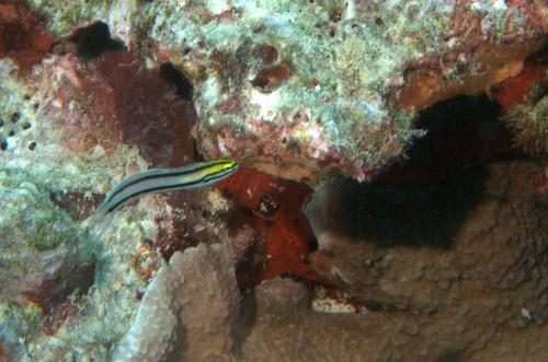 Two-Holed Fangblenny