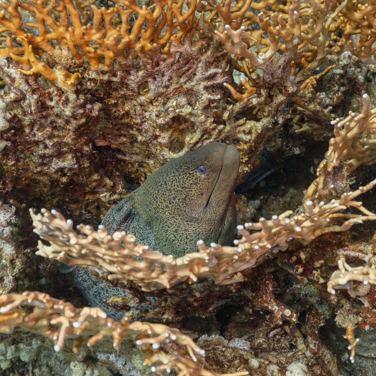 Giant Moray