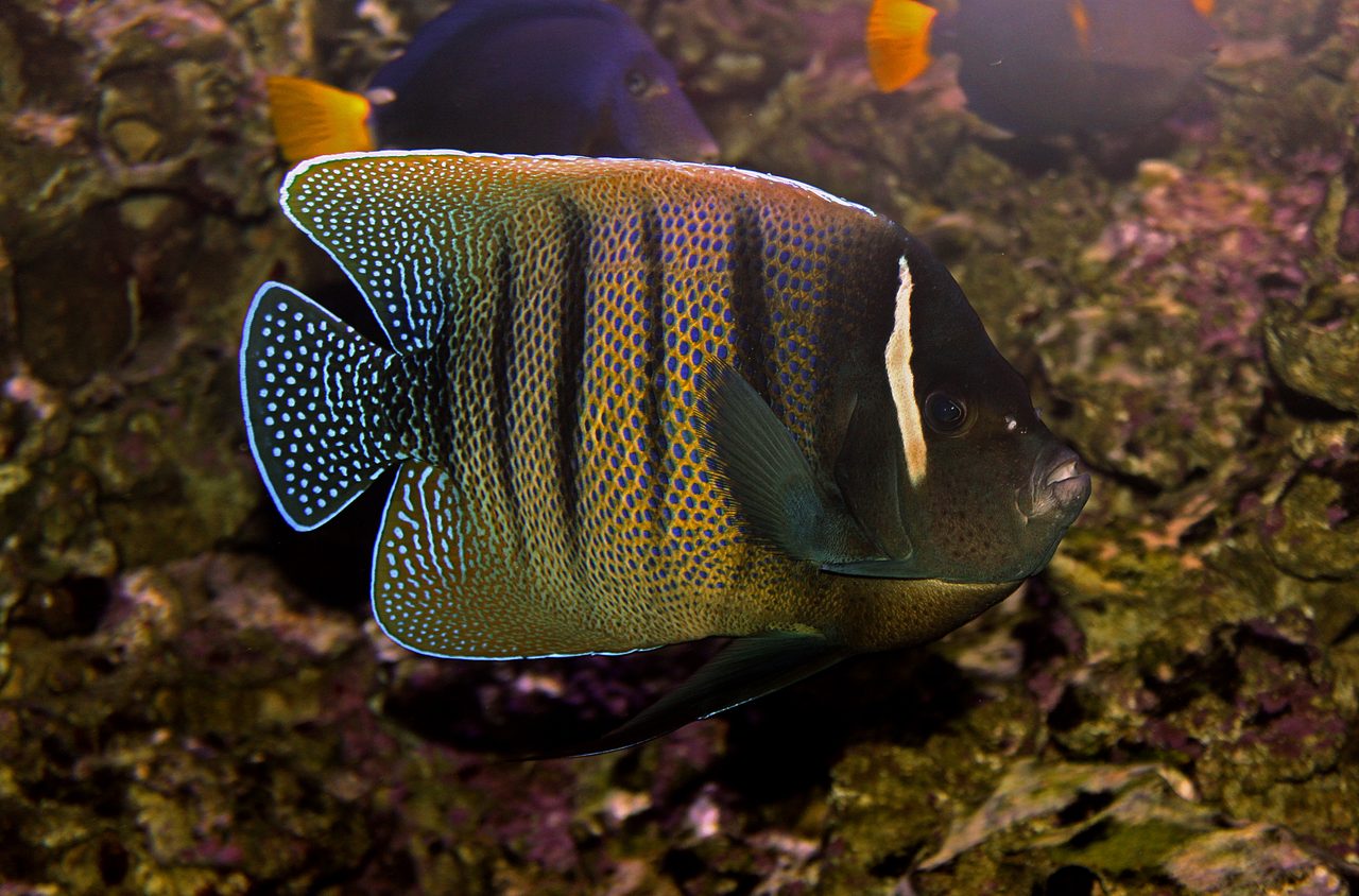 Six-Banded Angelfish
