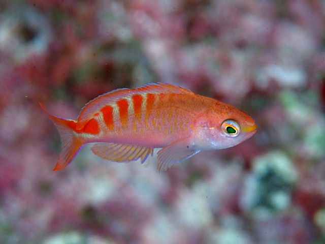 Lori's Anthias