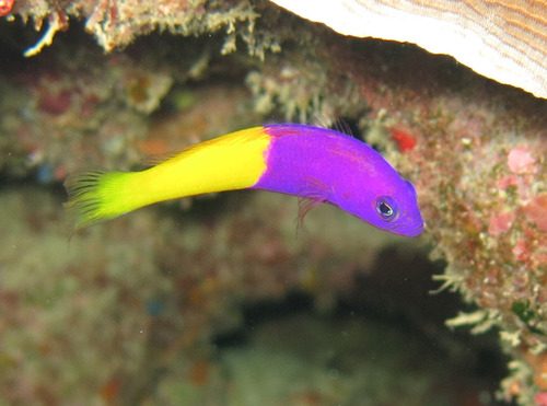 Coral Sea Dottyback