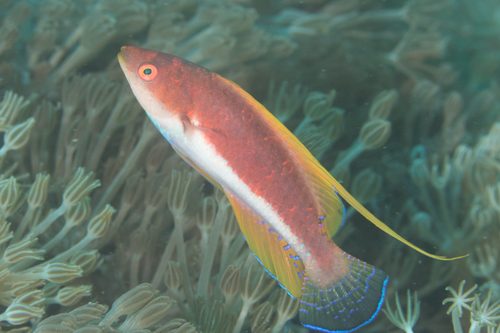 Whip Fin Fairy Wrasse