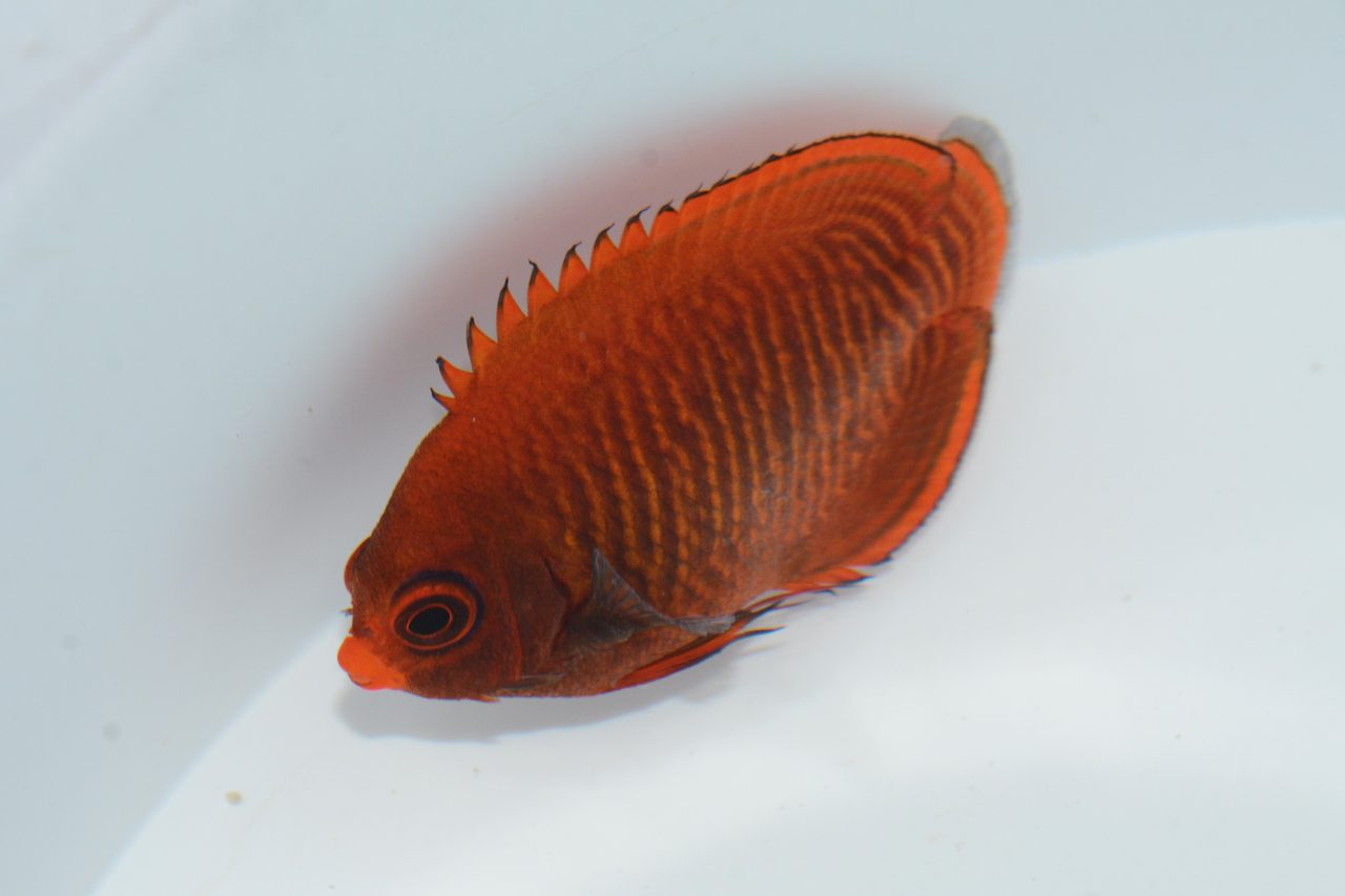 Golden Angelfish