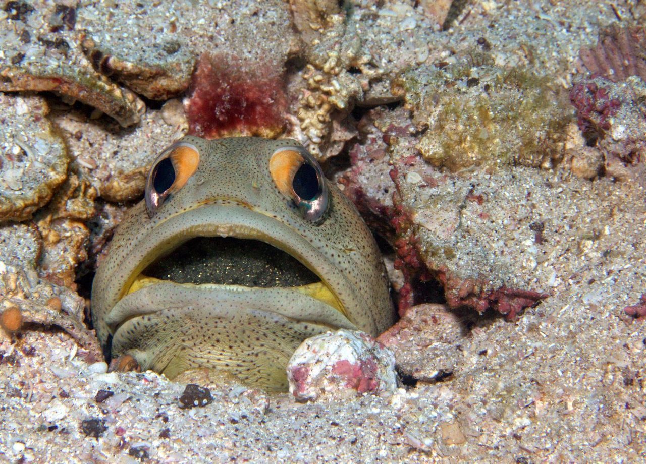 Finespotted Jawfish