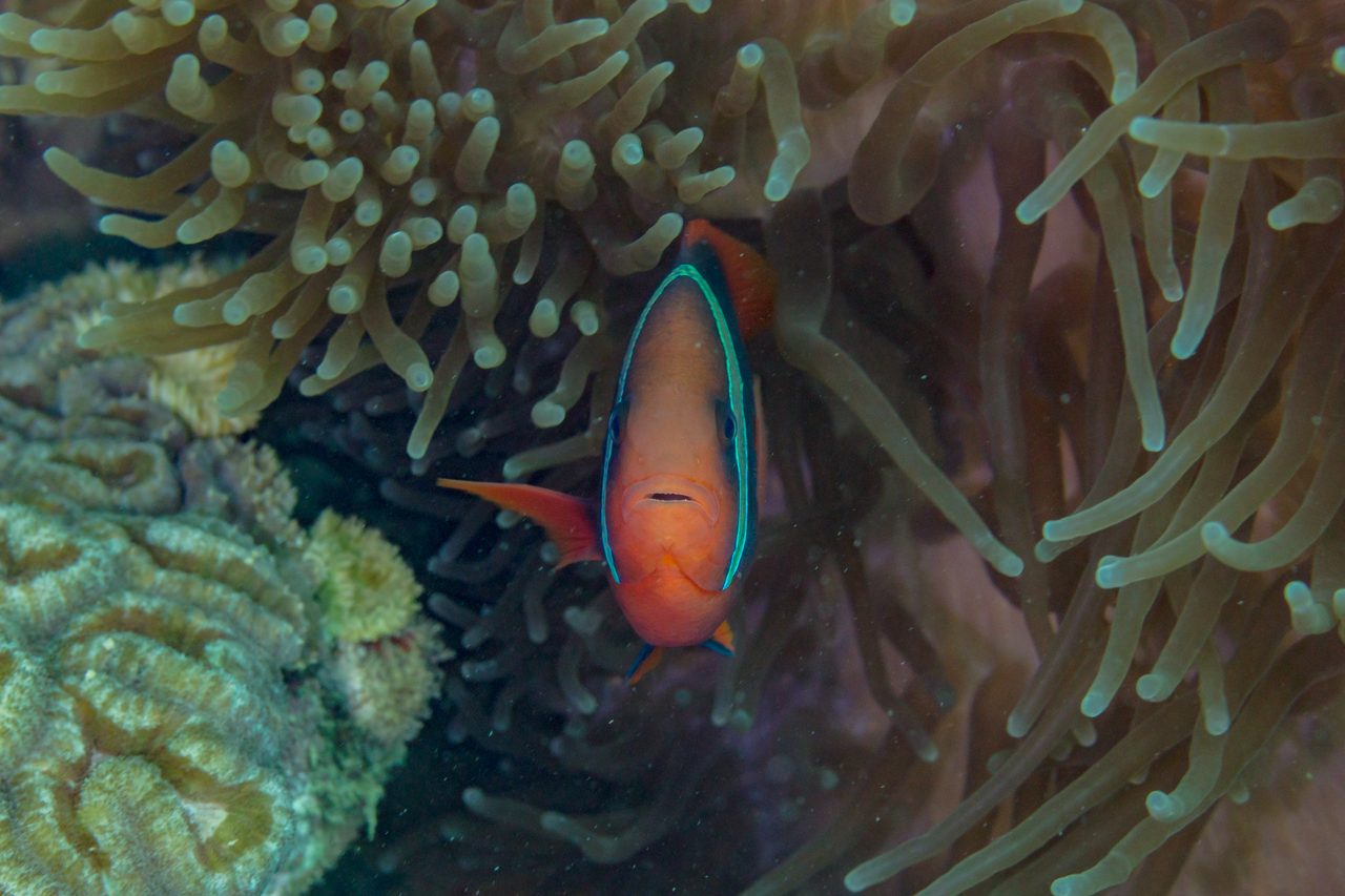 Proaquatix Captive-Bred Tomato Clownfish