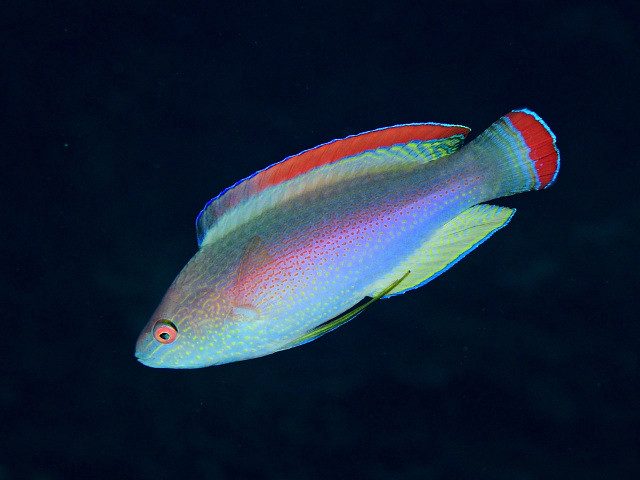 Pink Margin Fairy Wrasse