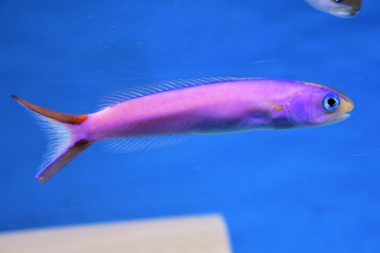Purple Tilefish