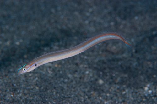 Onespot Wormfish