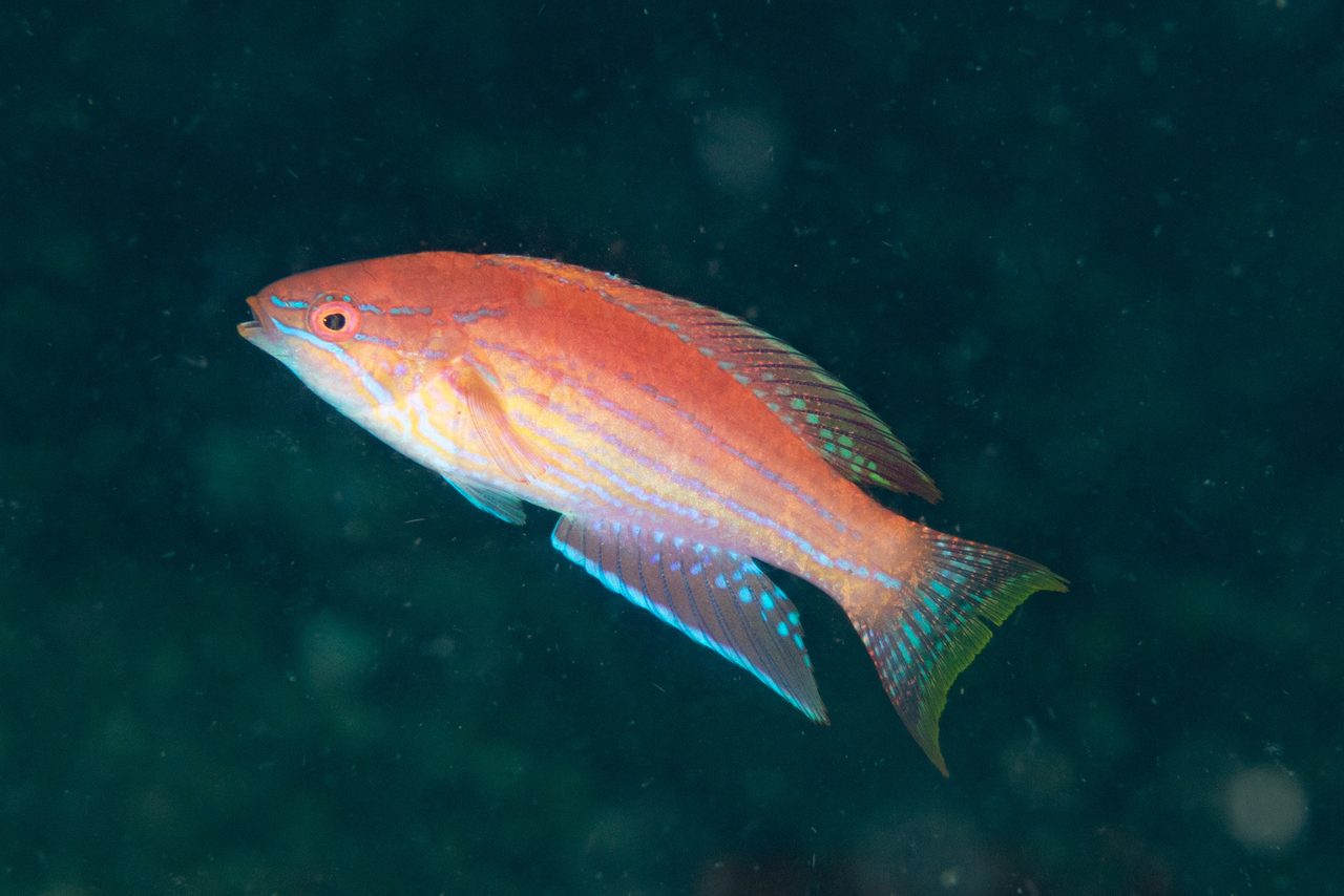 Angular Flasher Wrasse