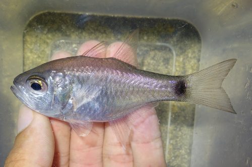 Longfin Cardinalfish