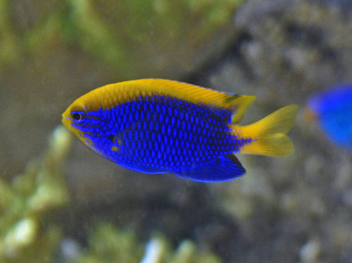Starcki Damsel