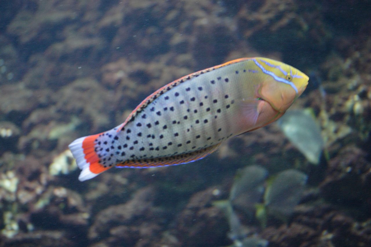 Formosa Wrasse