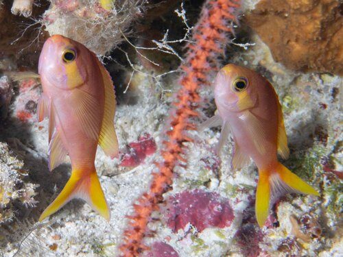 Calloura Anthias