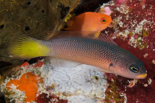 Pyle's Dottyback