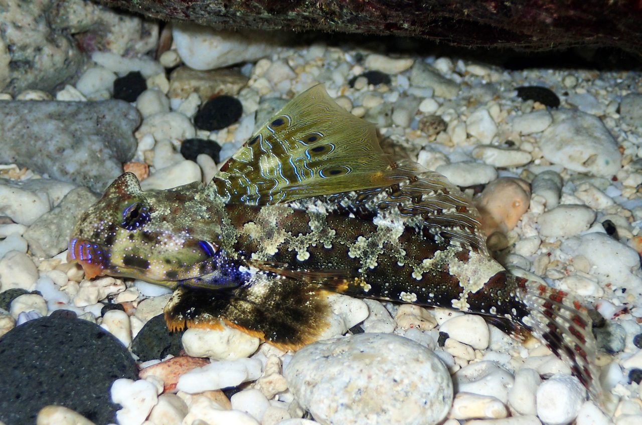 Marbled Dragonet