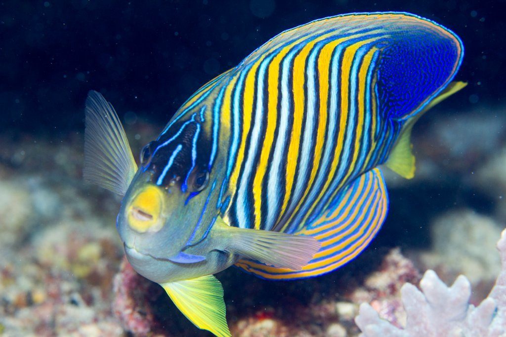Blue Angelfish