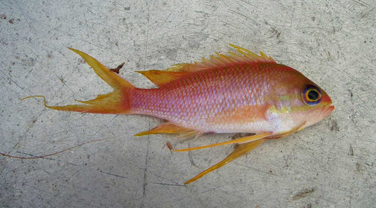 Golden Anthias